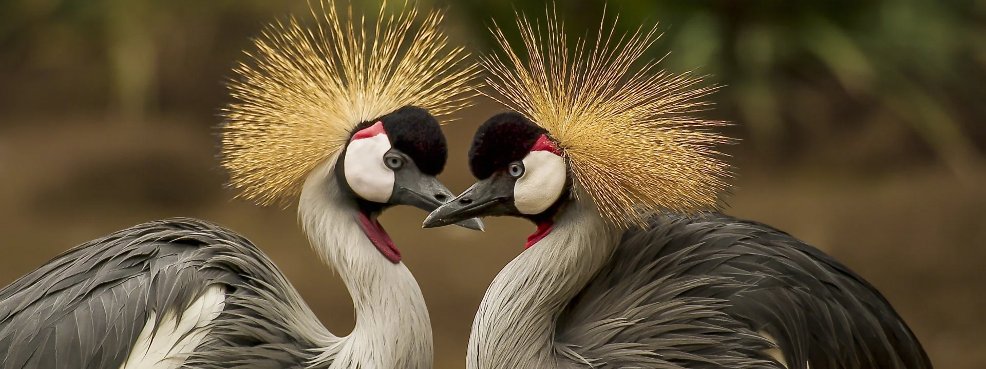 Dierentehuis 't Hart