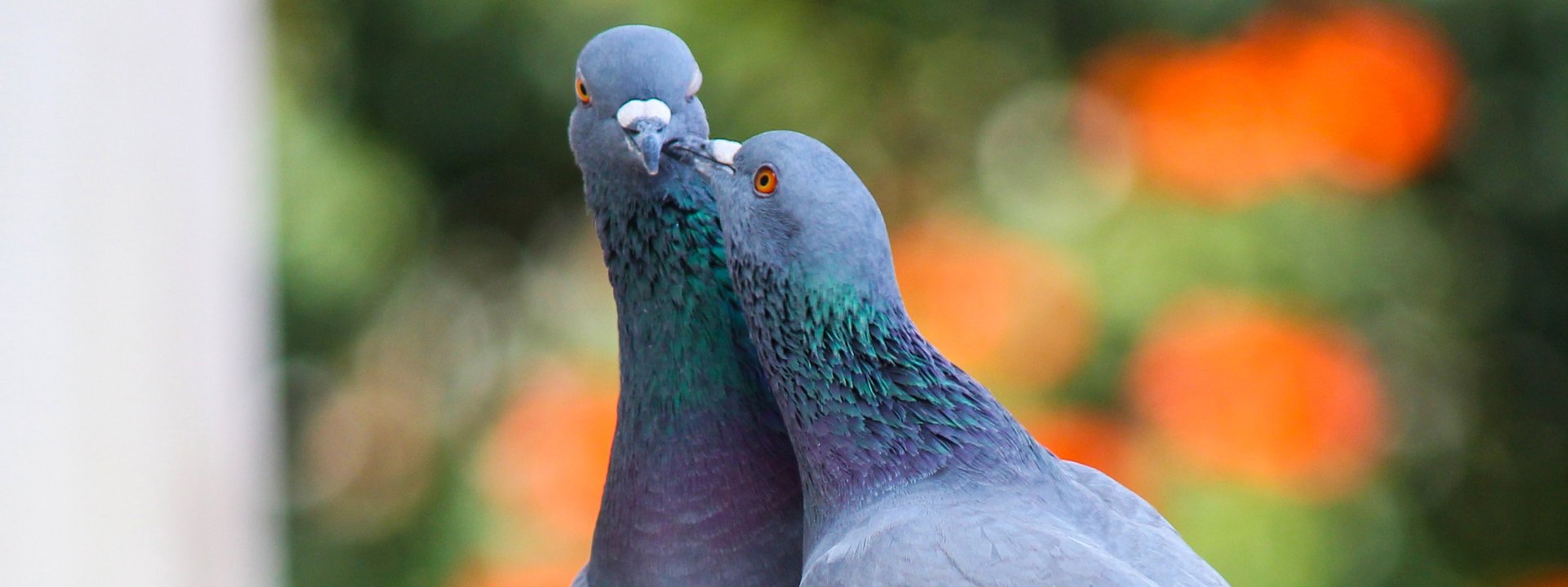 Vogelopvang weer open