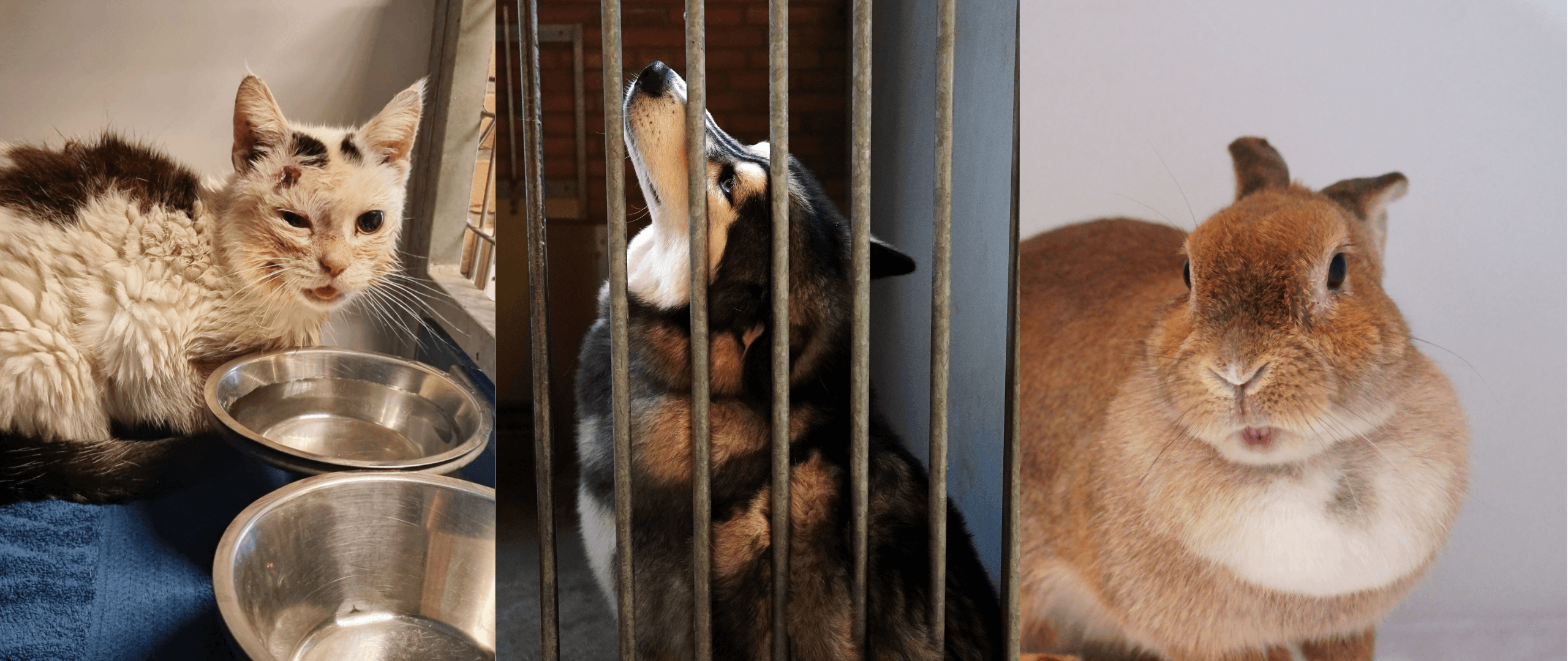 Word-donateur-bij-dierenzorg-eemland-en-steun-de-honden-katten-konijnen-en-vogels